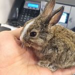 بیمارستان دامپزشکی آلپت