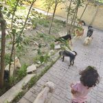 پانسیون پت شاپ باغ پت دهکده