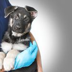 دامپزشکی سیار شبانه روزی شارون