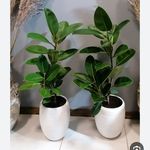 باغبانی گل کاری هرس کاری تعویز خاک گلدان