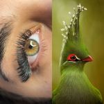 اکستنشن مژه و لیفت مژه و ابرو روشا