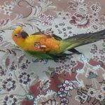 پت شاپ پاندی