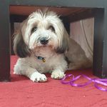 پانسیون حیوانات خانگی شادی