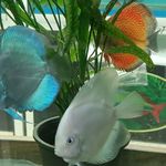 آکواریوم شارک