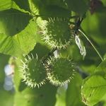 نمایندگی رسمی دکتر روازاده در کرج