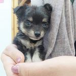 درمانگاه دامپزشکی های پت