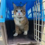 کلینیک دامپزشکی گرین پت در تبریز