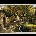 قالی‌بافی "گل ابریشم"