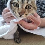 آرایشگاه حیوانات خانگی سرمدی