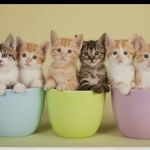 پت شاپ قلعه حیوانات