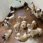 مهد پانسیون حیوانات بابی دزفول