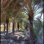 فروش خرمای عمده پورفریحی