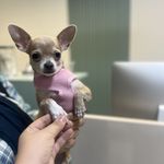 دامپزشکی اطلس وت