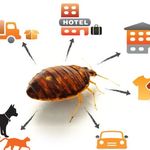 سمپاشی موریانه اراک