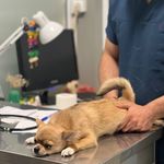 بیمارستان دامپزشکی شبانه روزی درنیکا