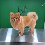 هتل پانسیون خانه دوم(پانسیون حیوانات)