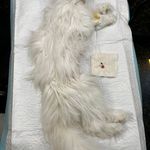 کلینیک دامپزشکی پاندورا