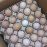 فروشگاه تخم مرغ پکر