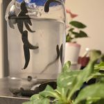 مطب طب سنتی سرویتال (دکتر آیه نقی زاده)