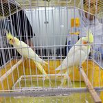 درمانگاه دامپزشکی های پت