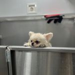 آرایشگاه حیوانات خانگی پارسا ولدخانی