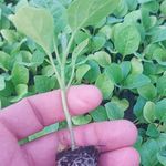 ورزشگاه شهید مسعود خانی روستای یوسف رضا