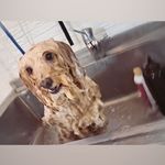 آرایشگاه حیوانات سحرپت گرومینگ
