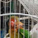 کلینیک و پت شاپ پردیس