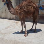 قصابی توکلی