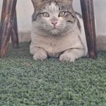 خدمات دامپزشکی در منزل درنا
