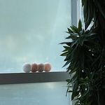 مجموعه تخصصی  فیشال و SPA دریمورا