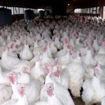 پرورش طیور سنتی حاج محمود