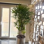 فروش گياه گلخانه زيتون