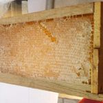 عسل بيتا الطبيعي – Vita Honey   نقاء من