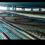 قالیشویی بیستون رشت