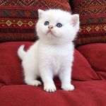 پت شاپ قلعه حیوانات