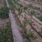 سبز گستران مزرعه امید