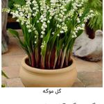 گل فروشی