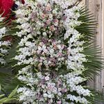 تاج گل باکس گل ارکیده