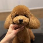 اصلاح و آرایش حیوانات خانگی