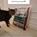 خاک گربه آریاکت