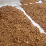پیازداغ خانگی