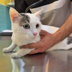 کلینیک دامپزشکی و پت شاپ میلوی