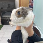 درمانگاه دامپزشکی های پت