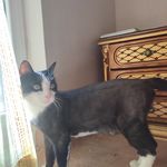 پانسیون حیوانات خانگی شادی