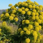 فروش گیاه دارویی قسنی (آقای عباس‌زاده)