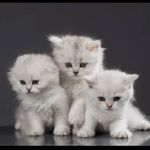 پت شاپ قلعه حیوانات
