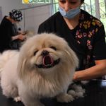 بیمارستان دامپزشکی هلسی پت