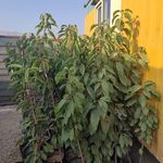 گلخونه و نهال فروشی