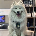 بیمارستان دامپزشکی شبانه روزی درنیکا